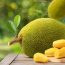 Ripe Jackfruit with jackfruit plantation background.
